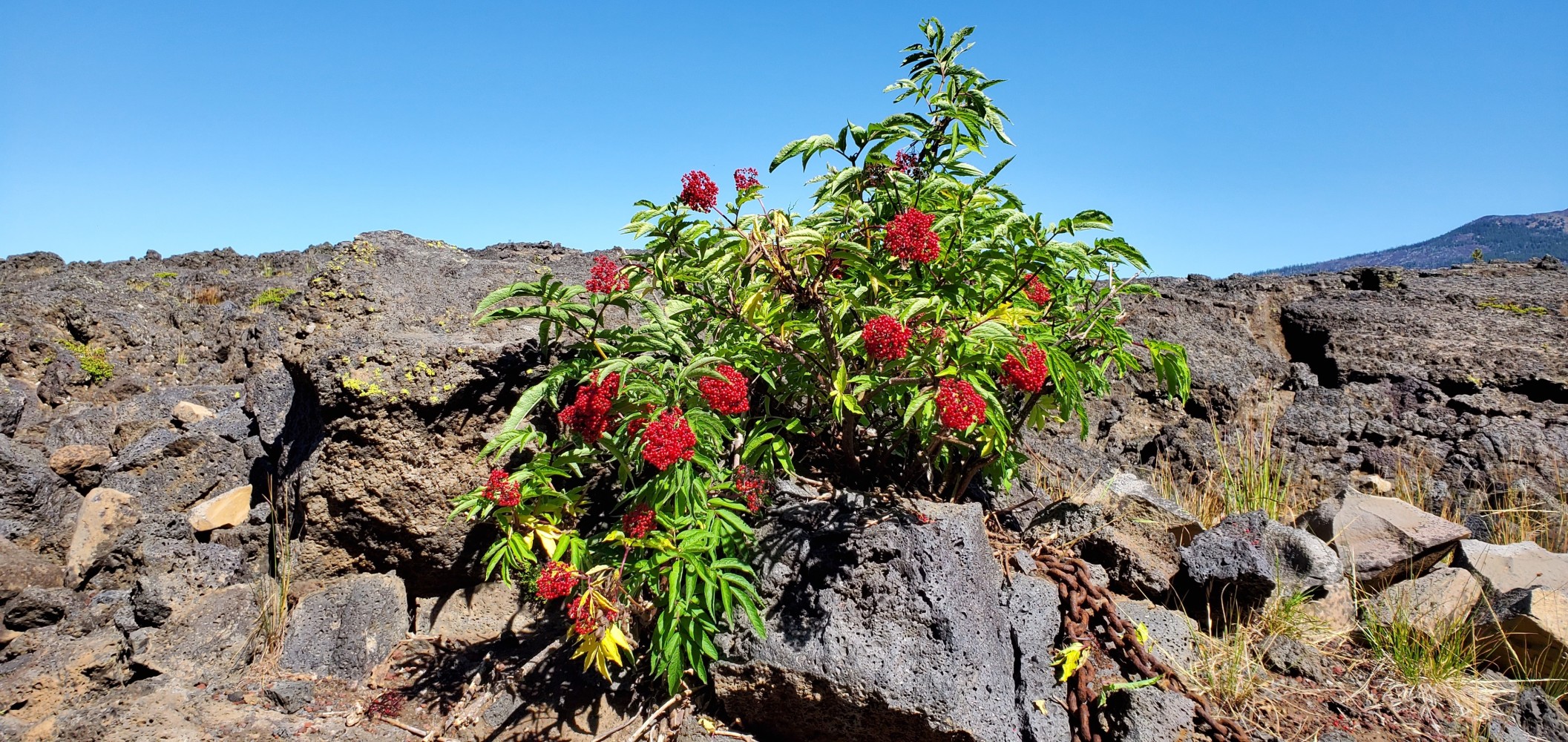 Red berries. I didn't taste them 😉