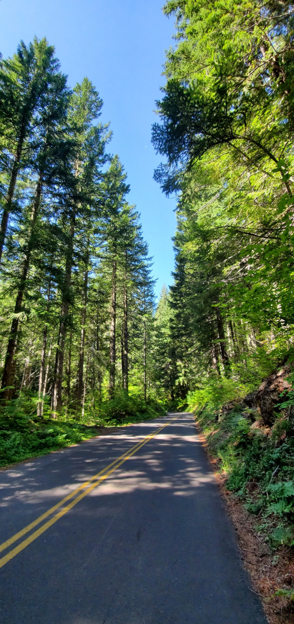 The tree-lined descent