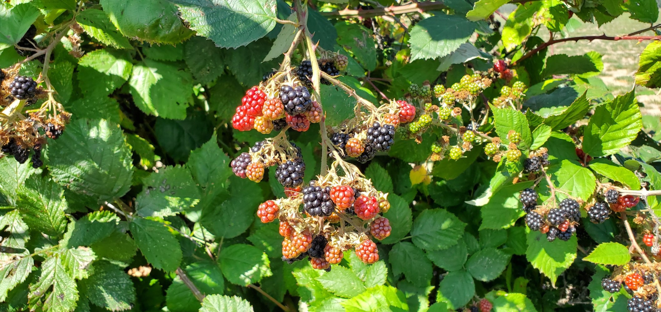 Blackberries are a common sight near my home and destination, which feels like it is getting very near! The ripe ones here were PERFECT!