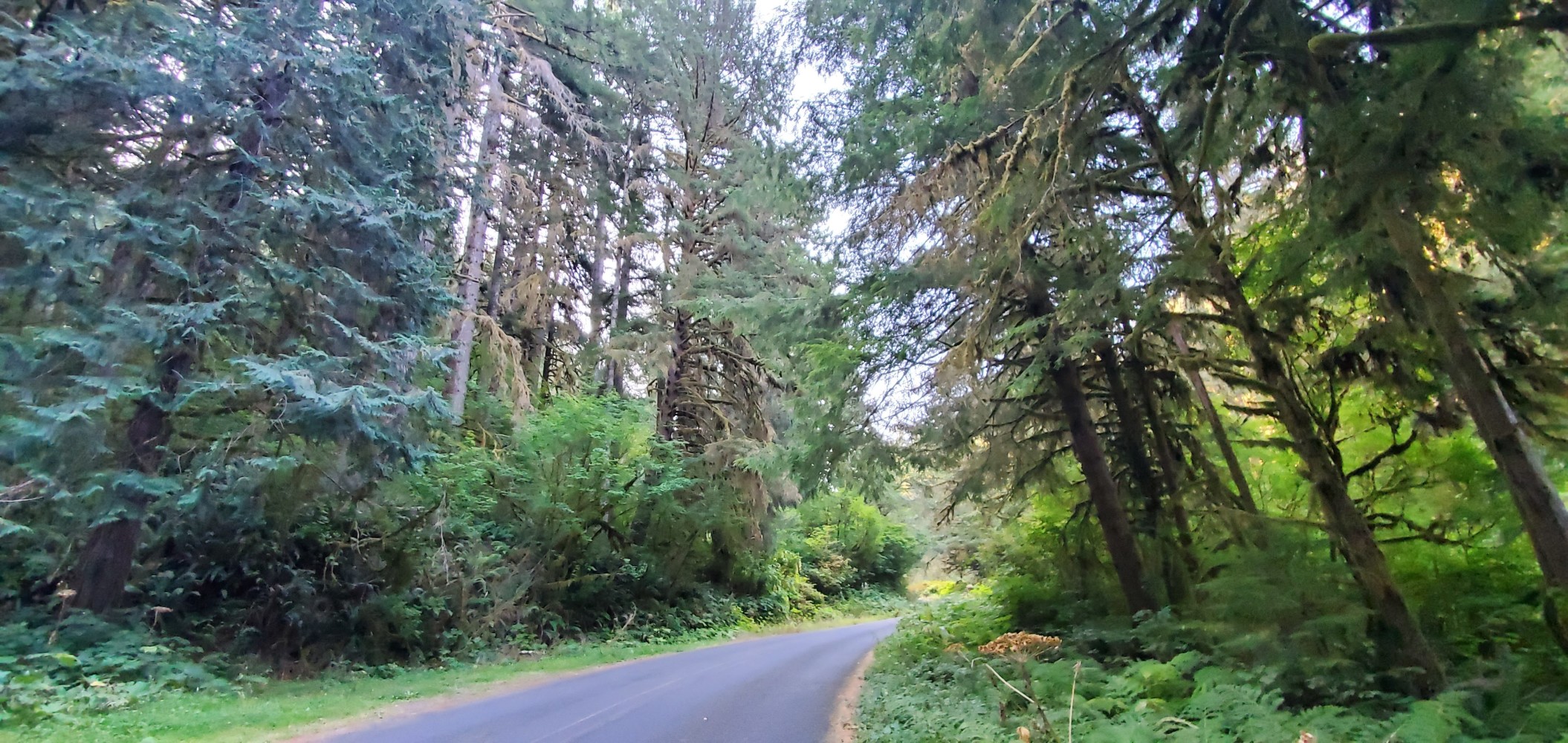 Trees on Old Scenic 101.