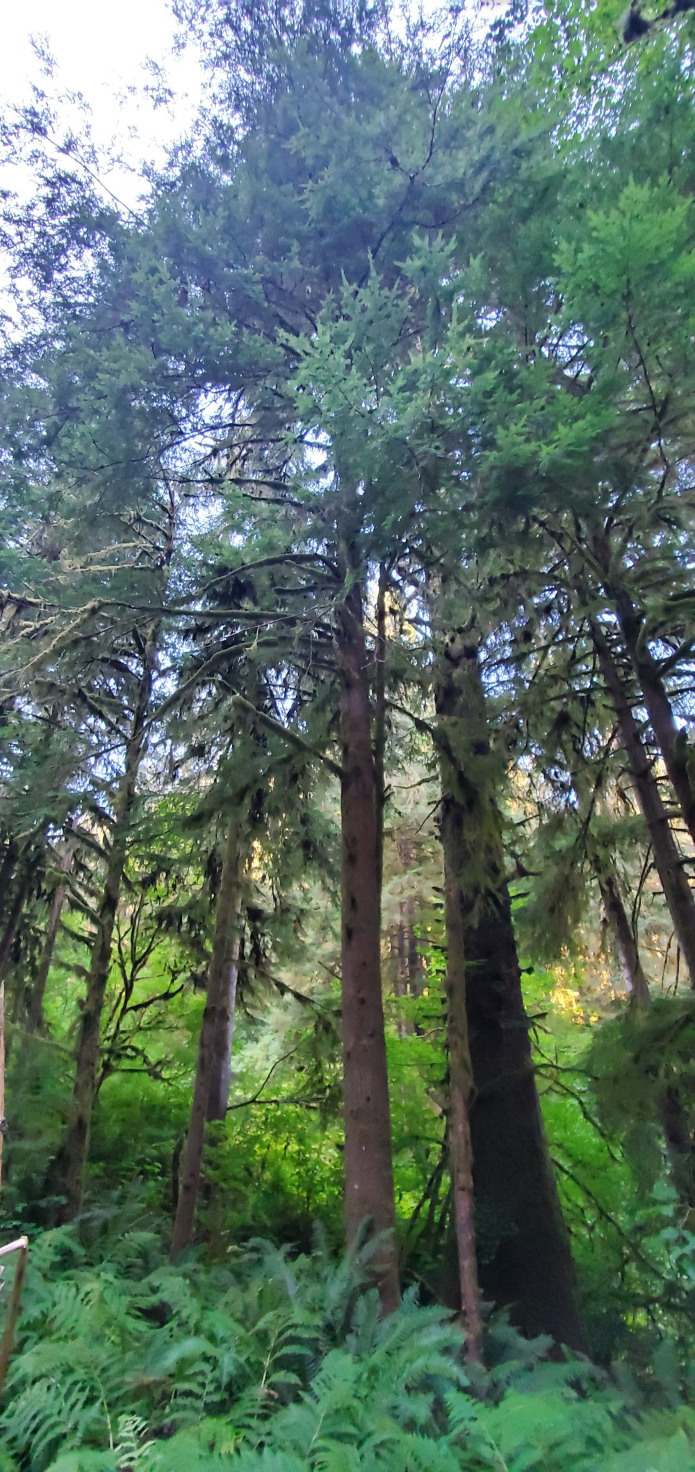 Trees on Old Scenic 101.