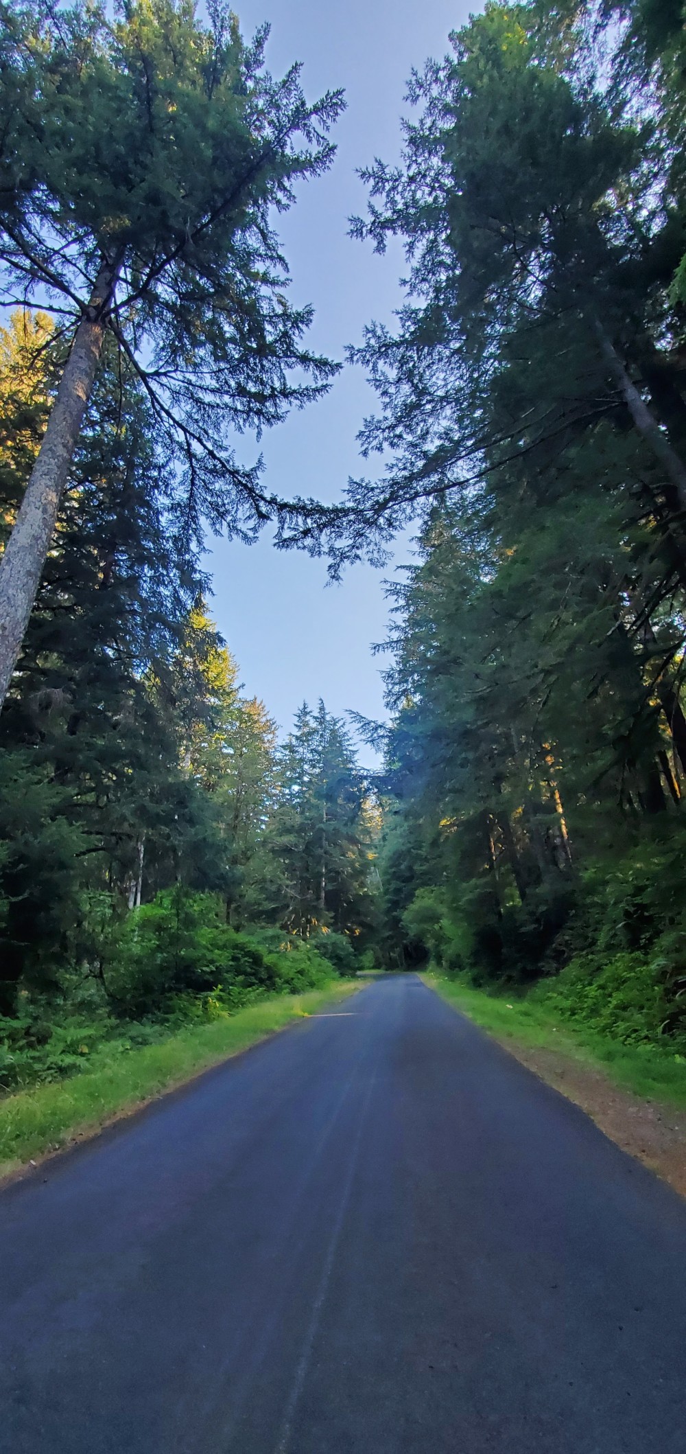 Trees on Old Scenic 101.