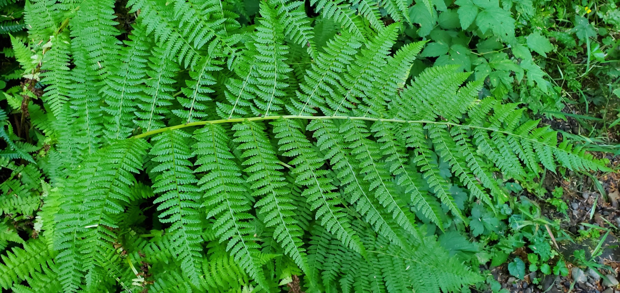 A fern on Old Scenic 101.