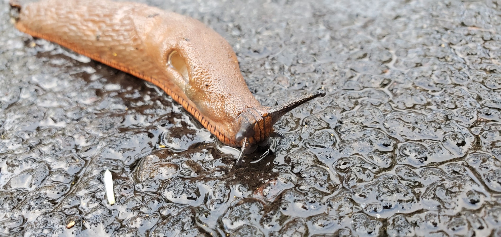 Pacific Northwest wildlife! I am not sure what kind of slug this is. Bill Shaneyfelt?