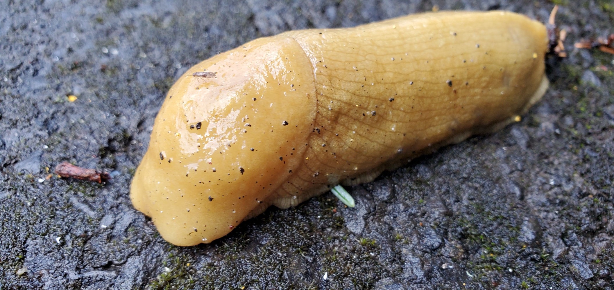 Another slug -- maybe a Banana Slug? Bill Shaneyfelt?