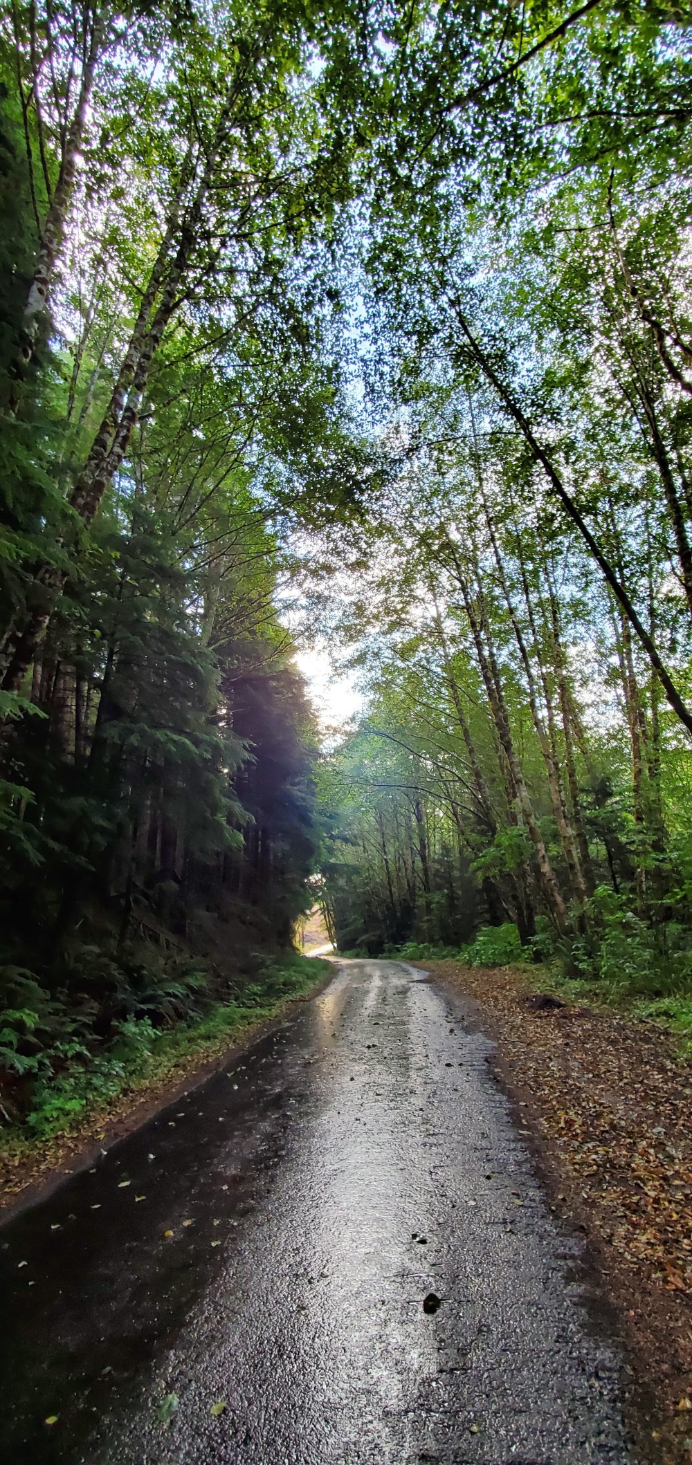 Part of today's route was on a partly unpaved road. I wasn't excited about that (MUD!), but it was a very welcome respite from US 101.