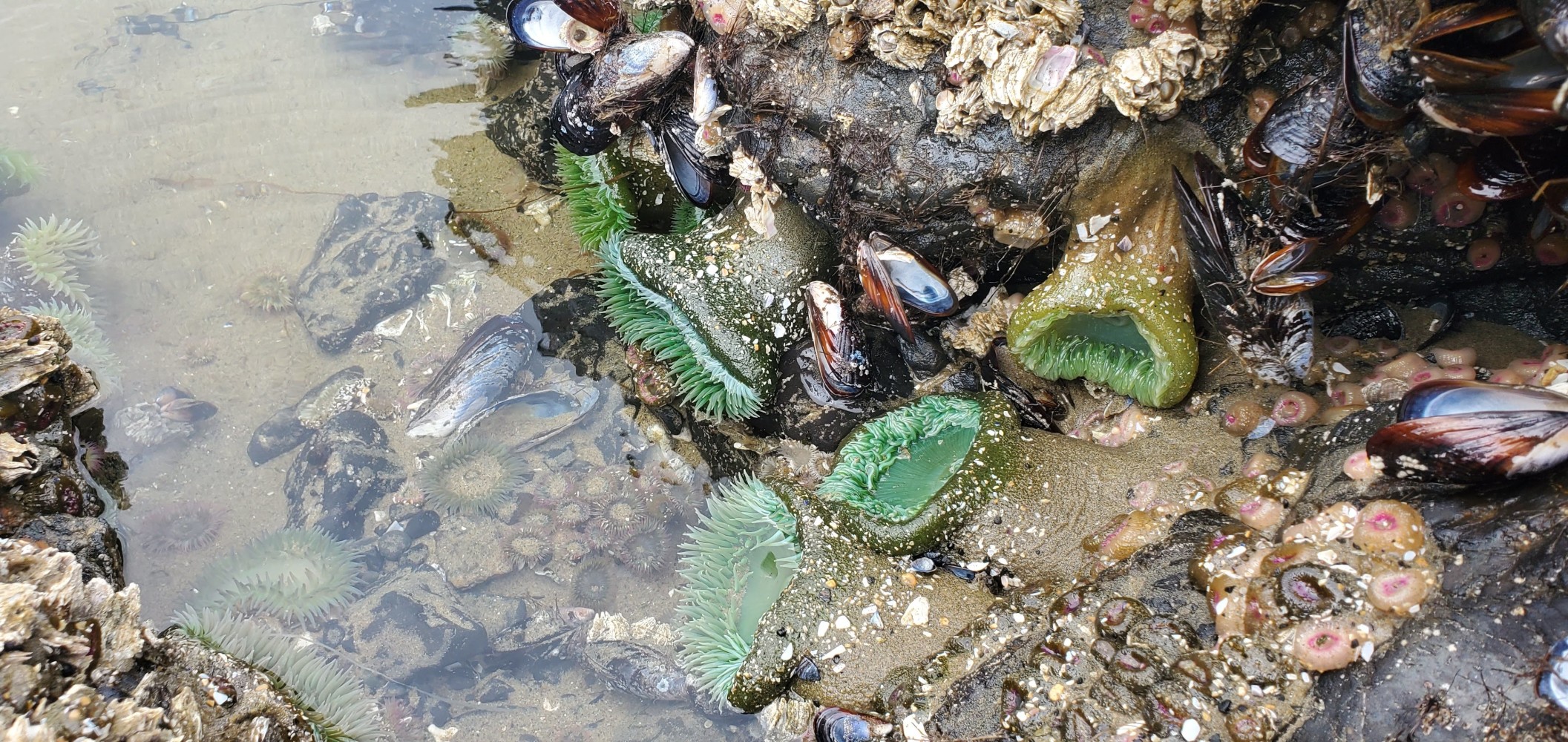 Sea anemones at low tide, Haystack Rock, Cannon Beach