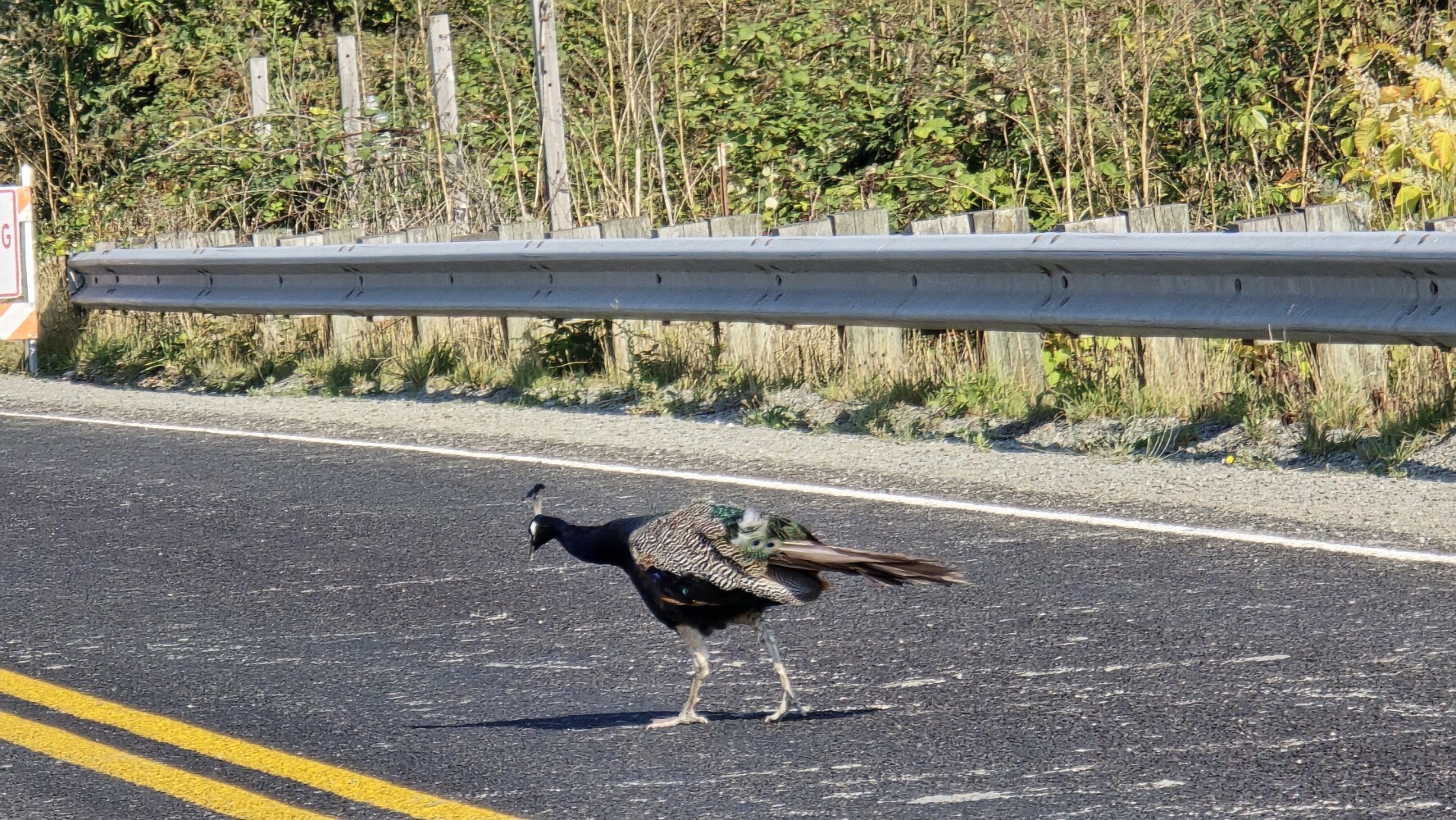 A peacock crossing the road!