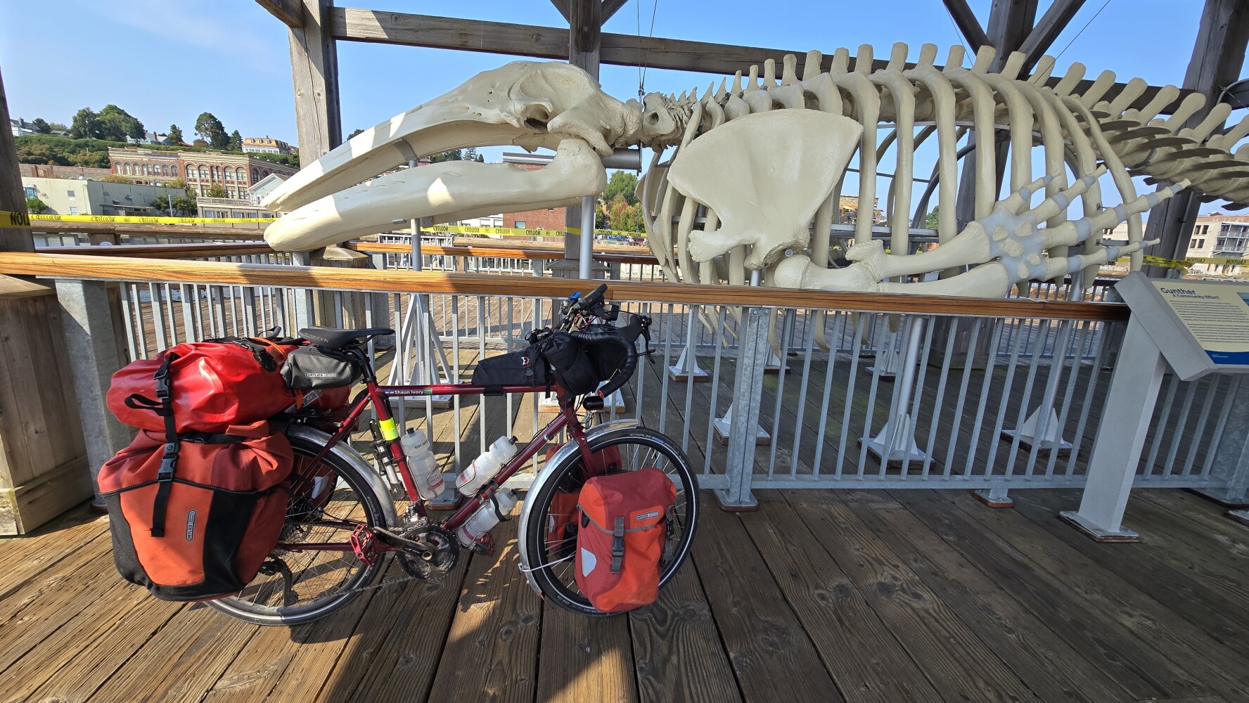 Whale skeleton. His name is Gunther. He died in 2019, and they preserved his skeleton as an exhibit.