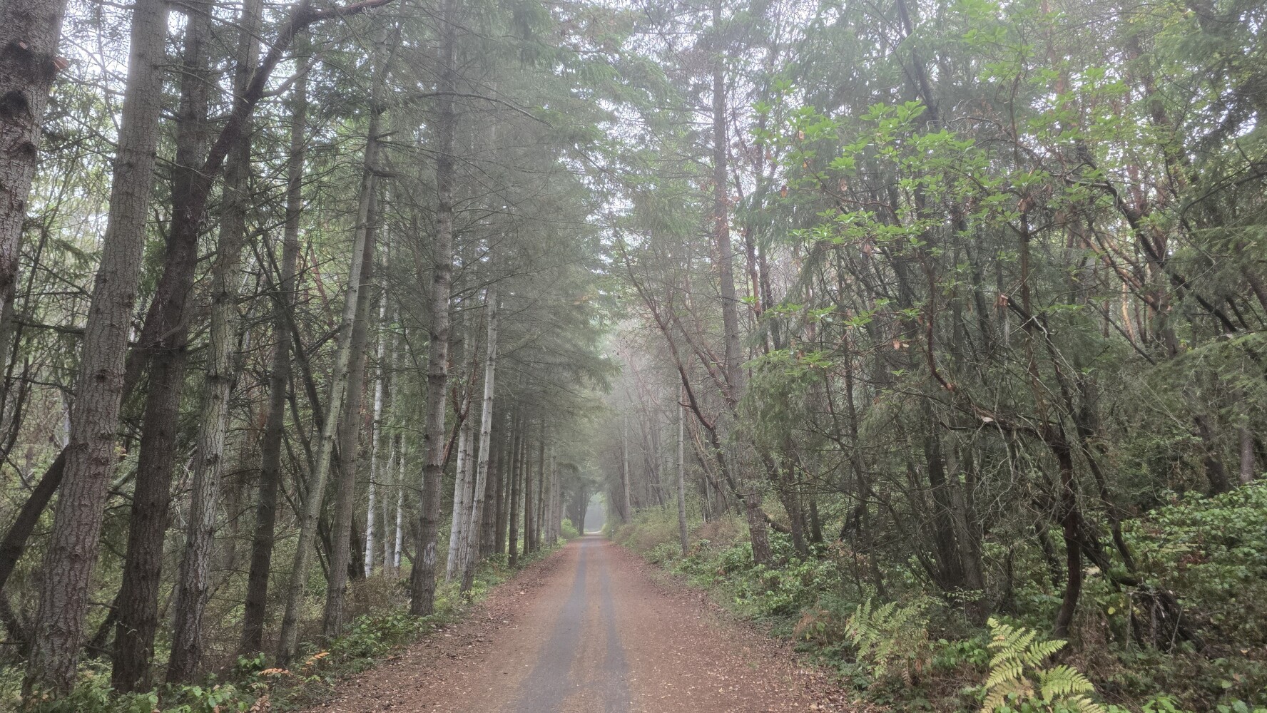 More fog, and some trees.
