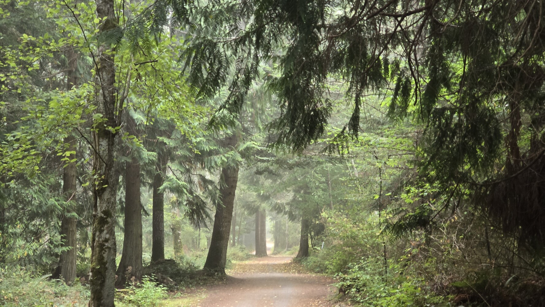 More fog, more trees.