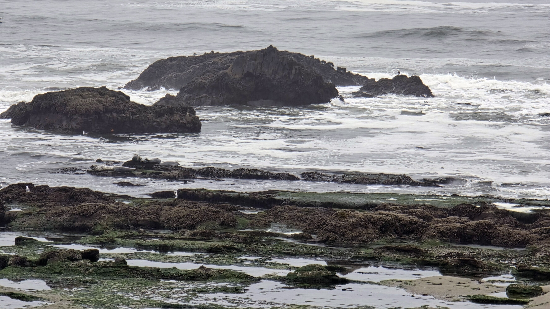 These rocks are covered with seals or sea lions!