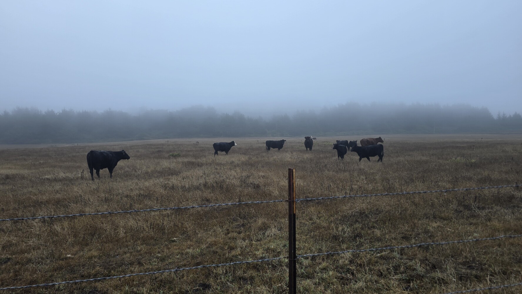 A herd of curious cows