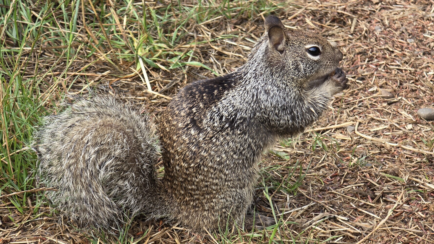 One of my squirrel buddies!