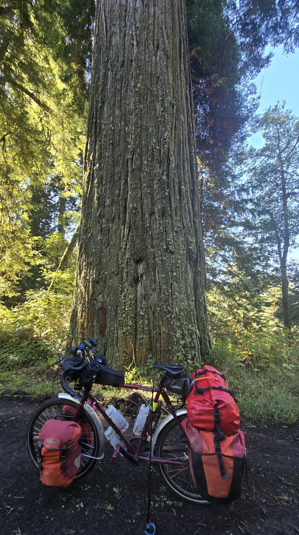 One of the first big trees!