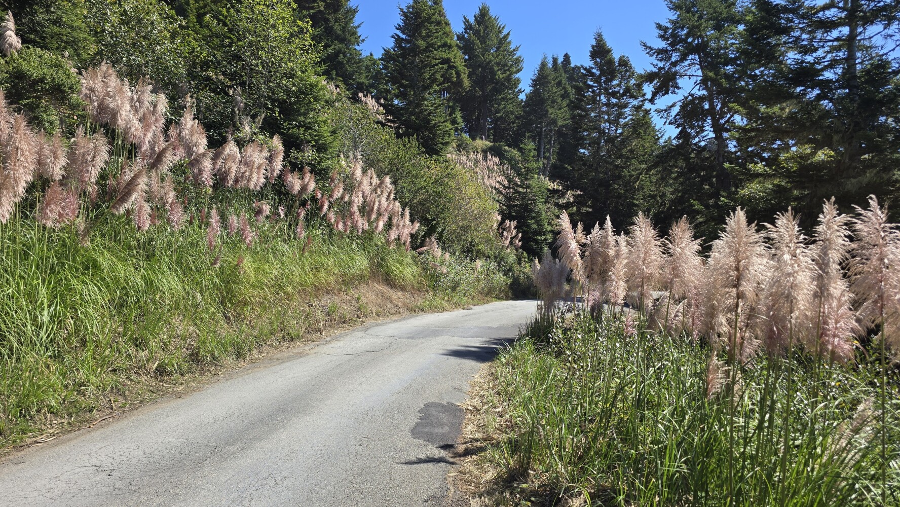 Patrick's Point Drive