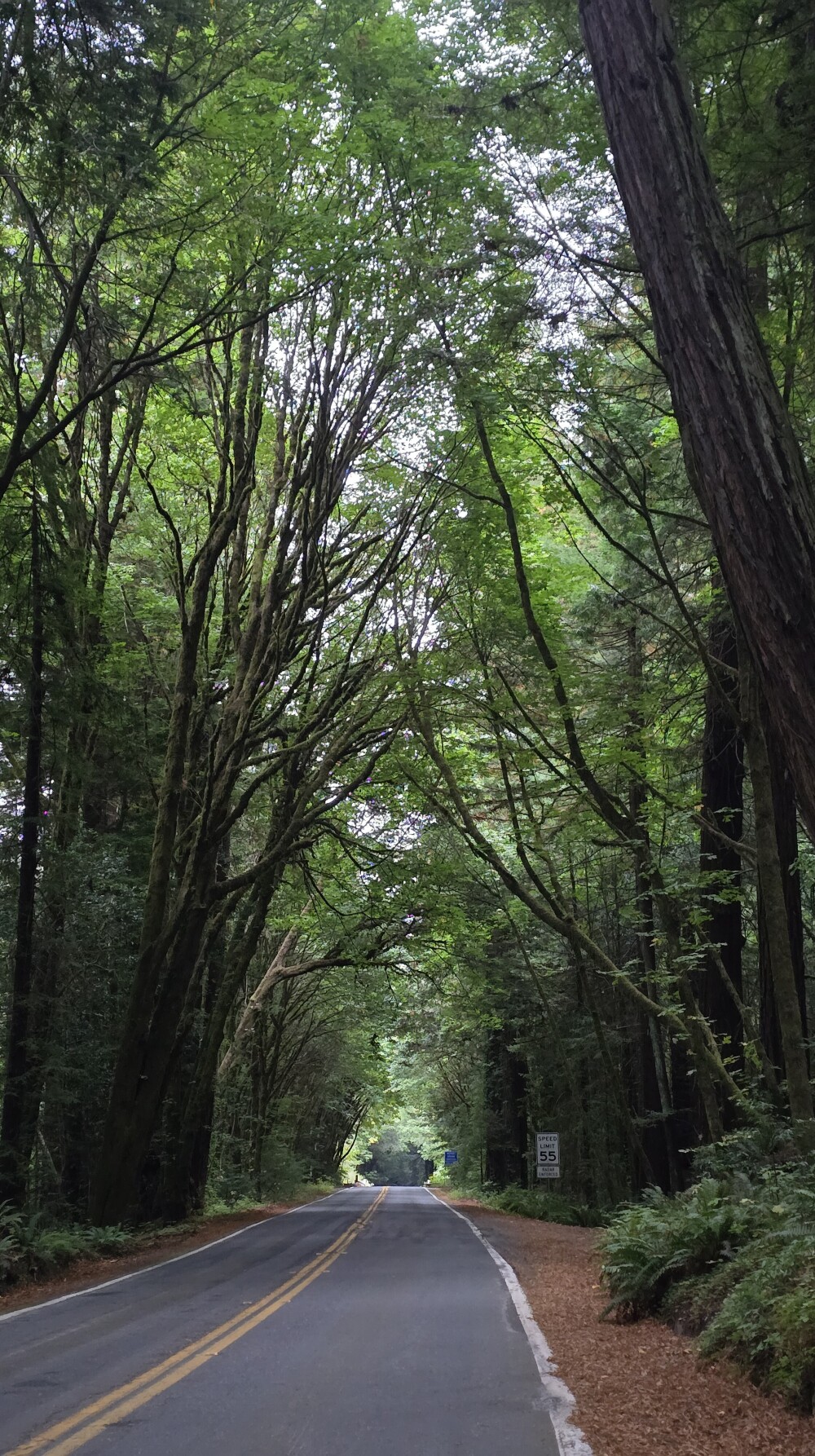 Avenue of the Giants
