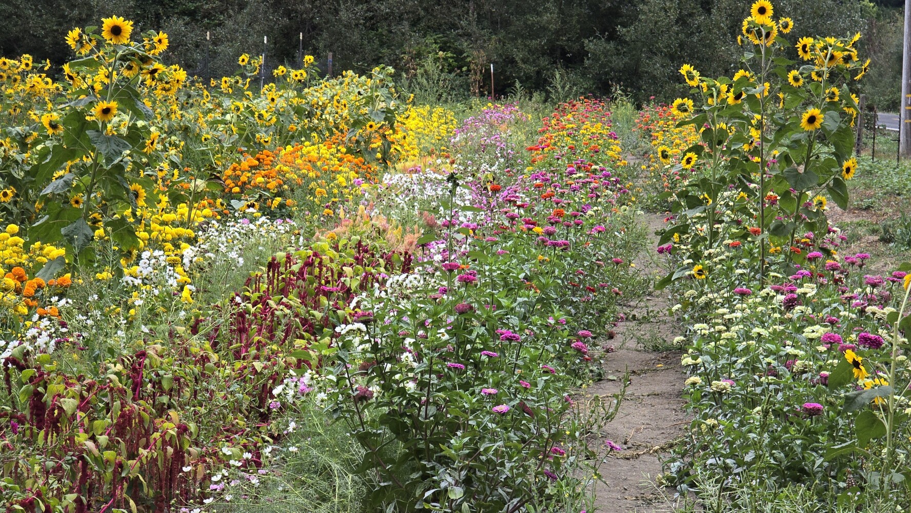 A flower garden at a still-closed roadside farm stand
