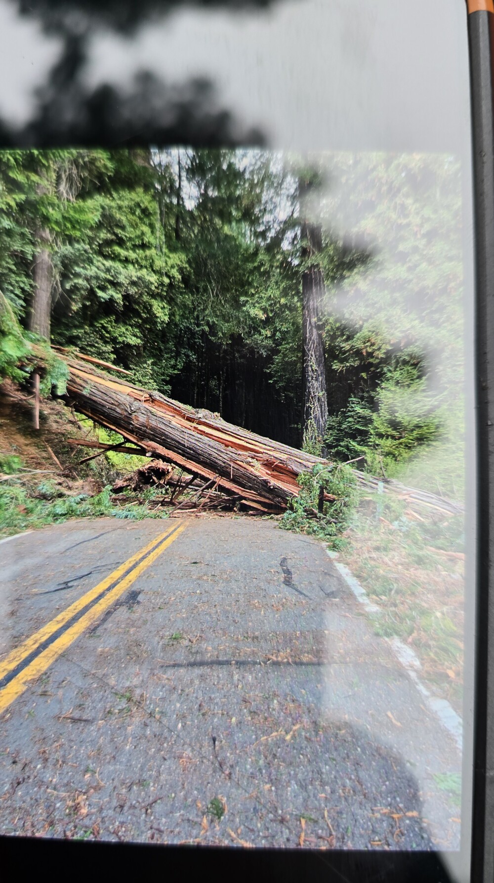Picture of the Caltrans worker's picture of the downed tree on his phone. Best I could do. 😁