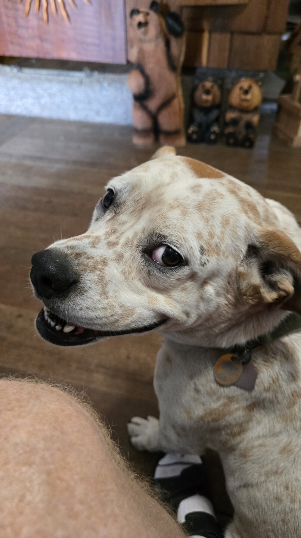 Ryder, when I stopped petting her.