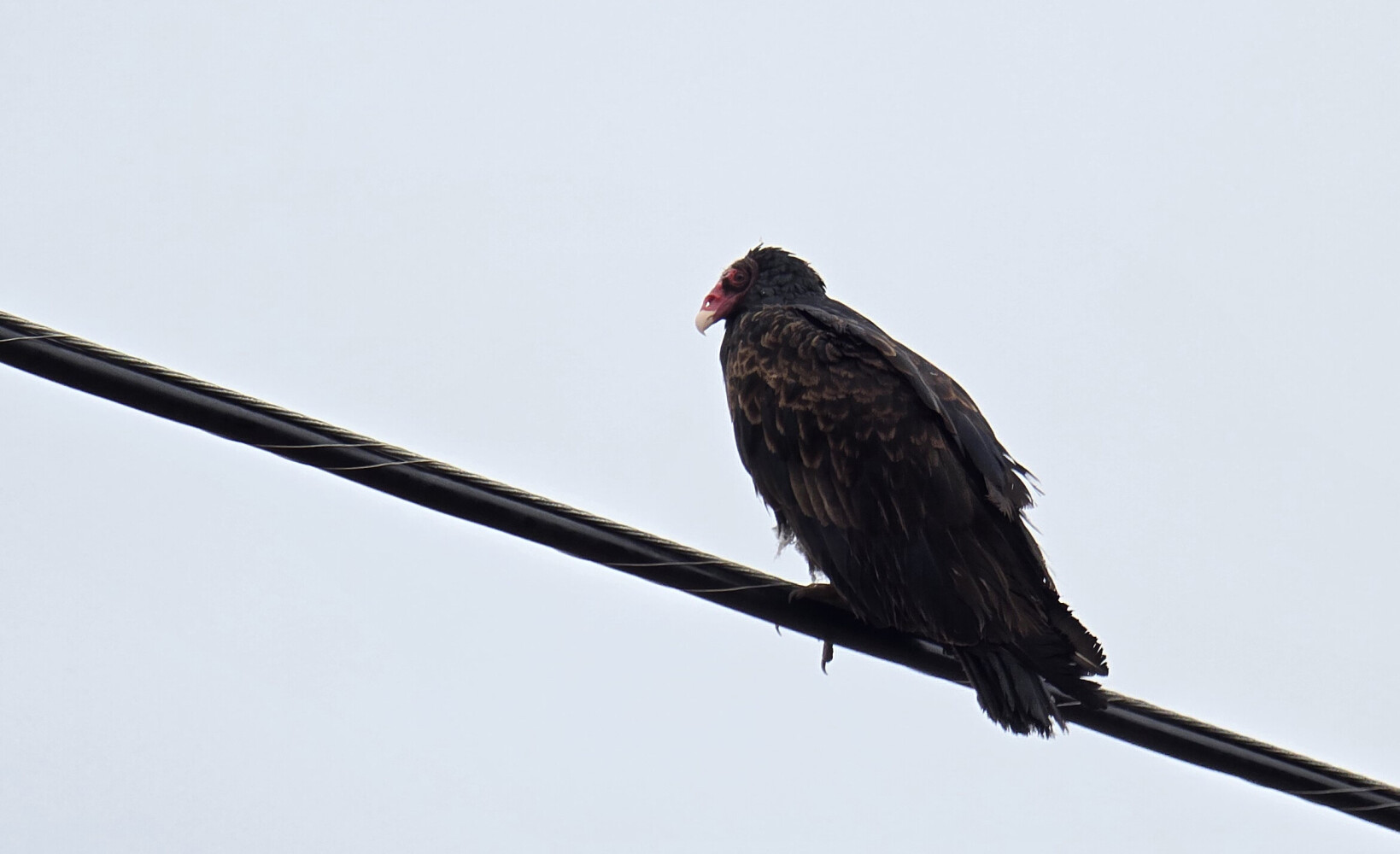 A turkey vulture