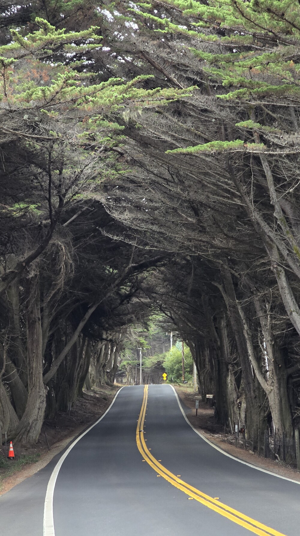 Another tree tunnel!