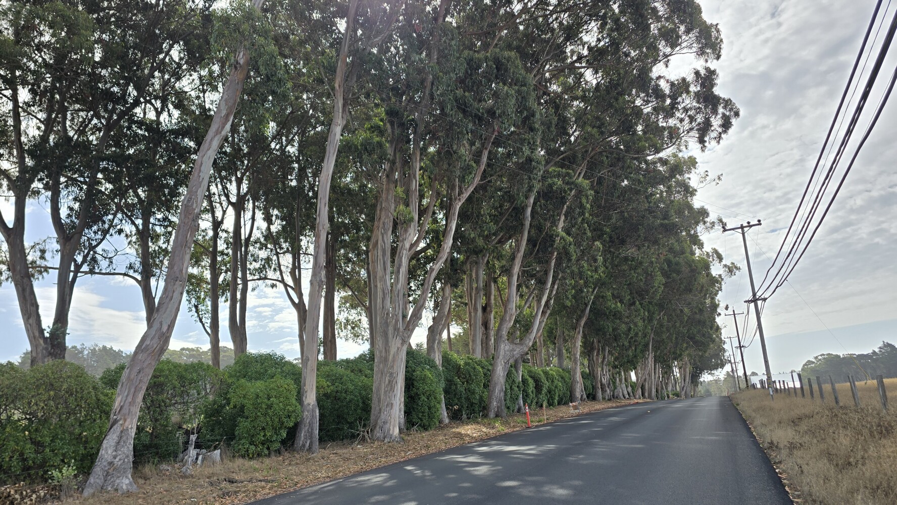 Eucalyptus trees (I think!)