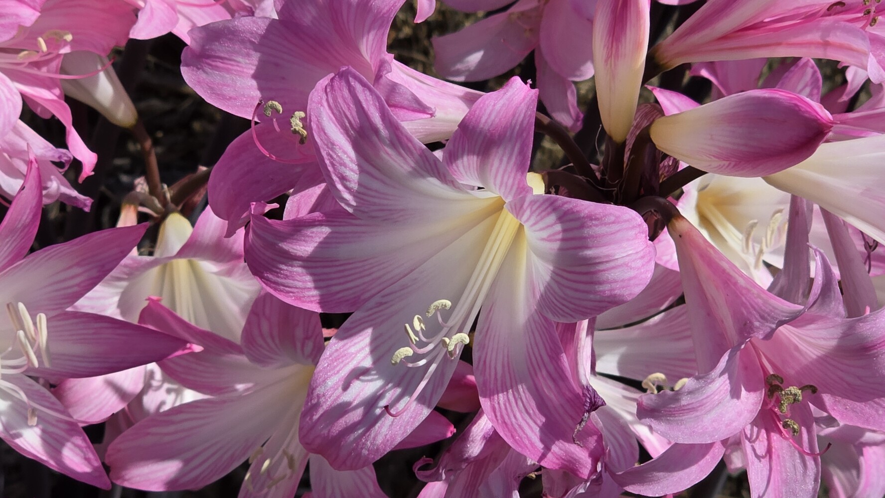 Lilies are everywhere!