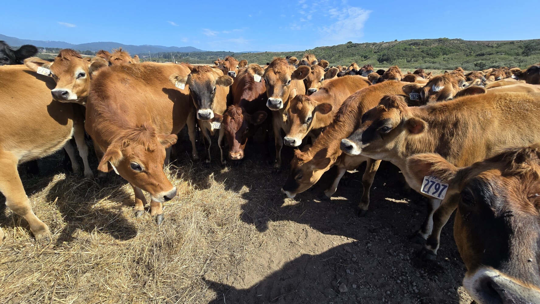 Not close enough to pet!