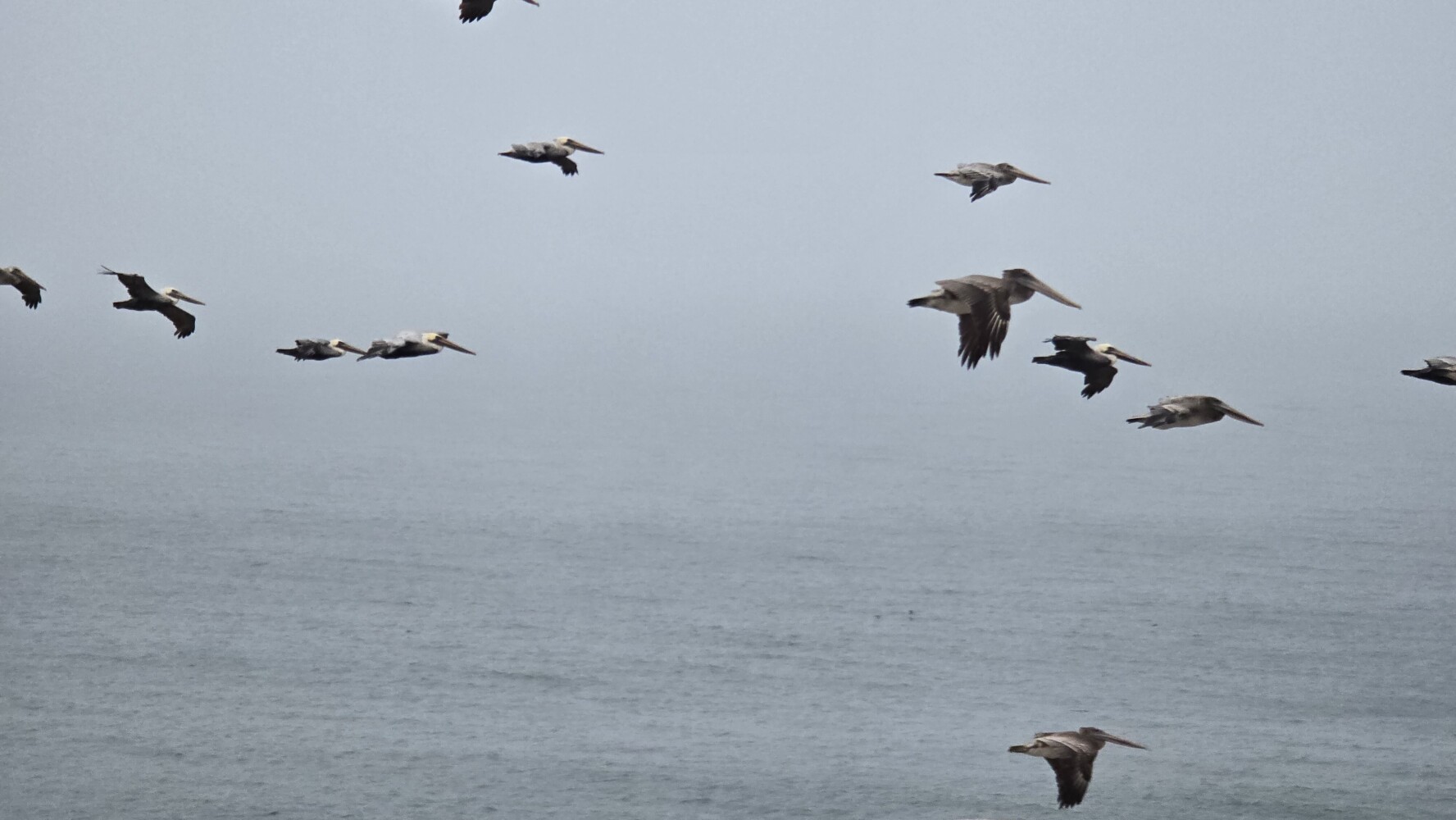Pelicans flying into the wind
