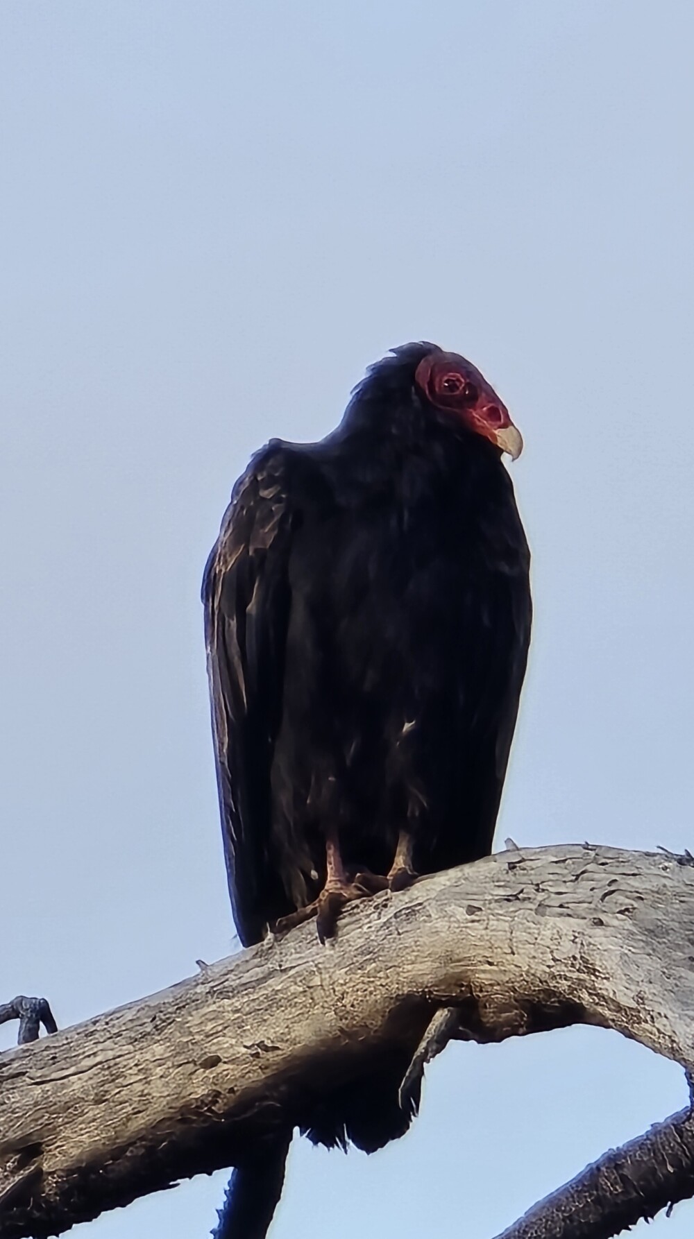 Turkey vulture