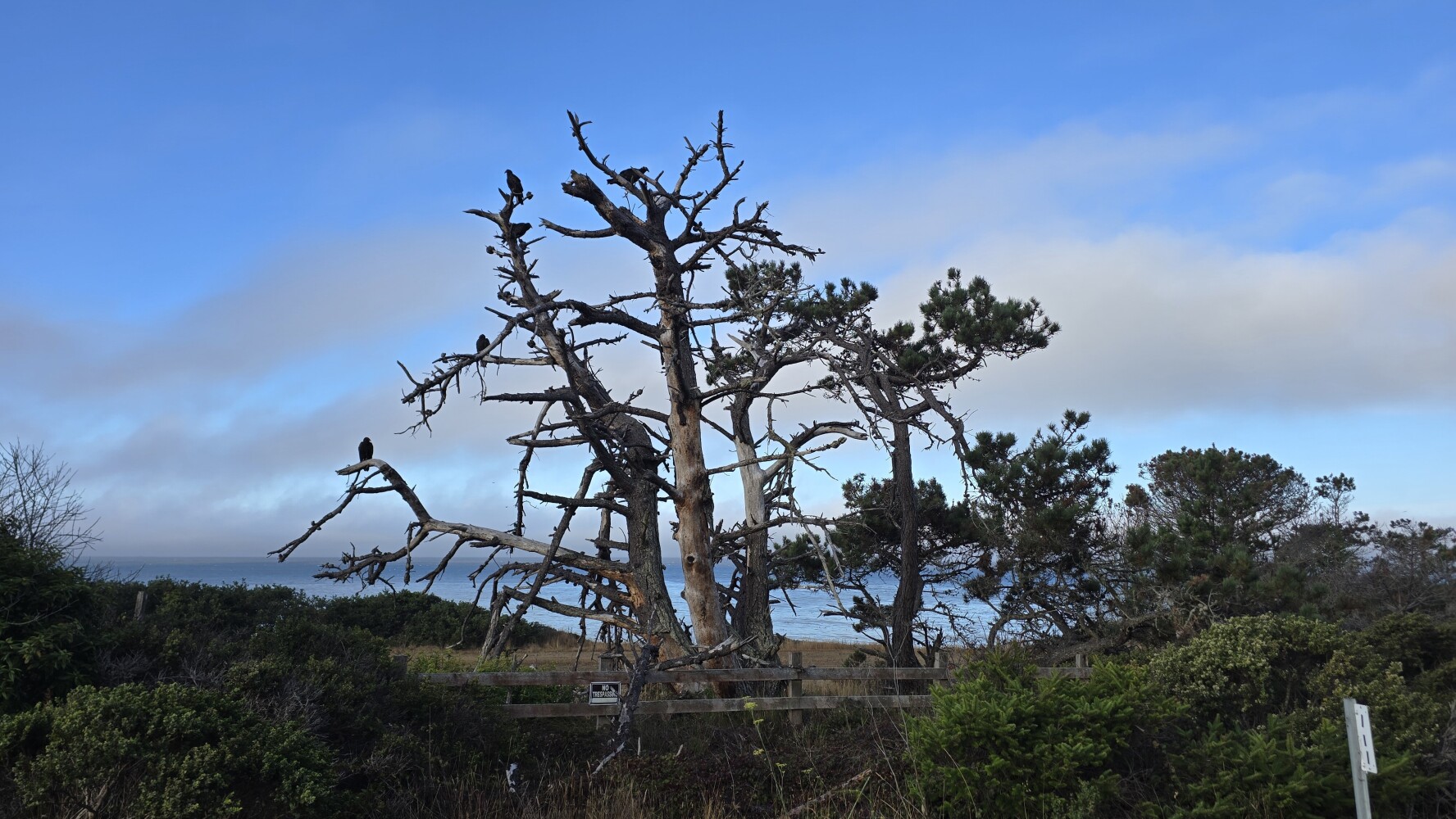 This tree is FULL of turkey vultures! I thought it felt like a Hitchcock movie!