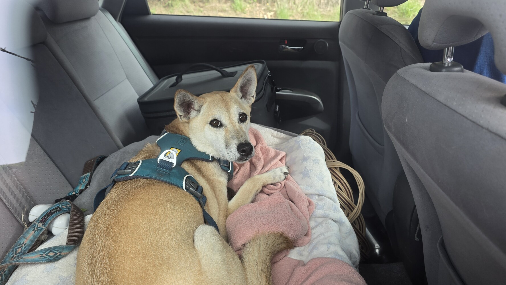 Yoshi, eyeing me warily