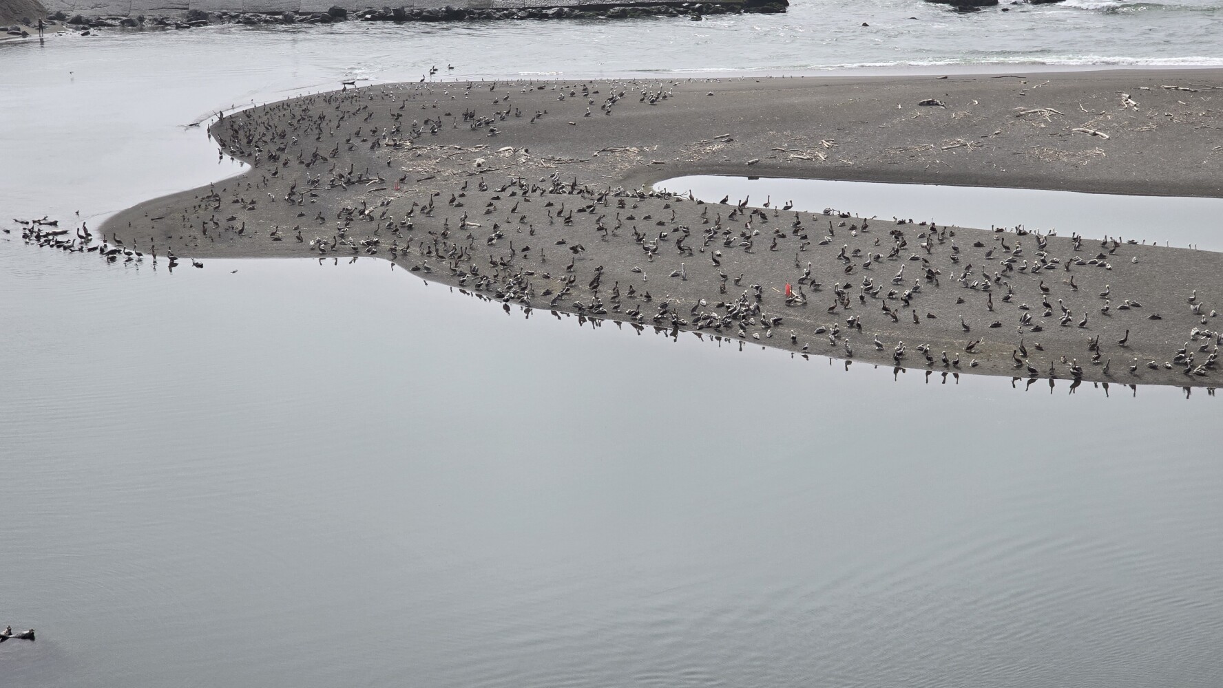 These are all pelicans, I think!