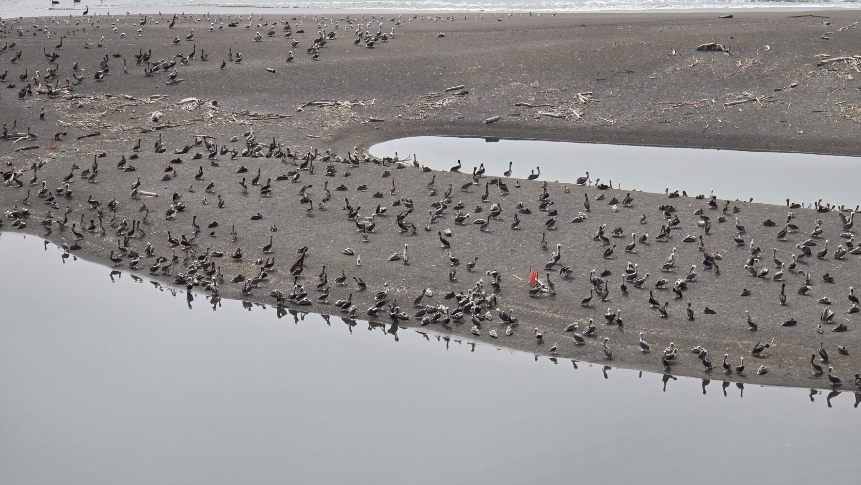 Closer view of the pelicans.
