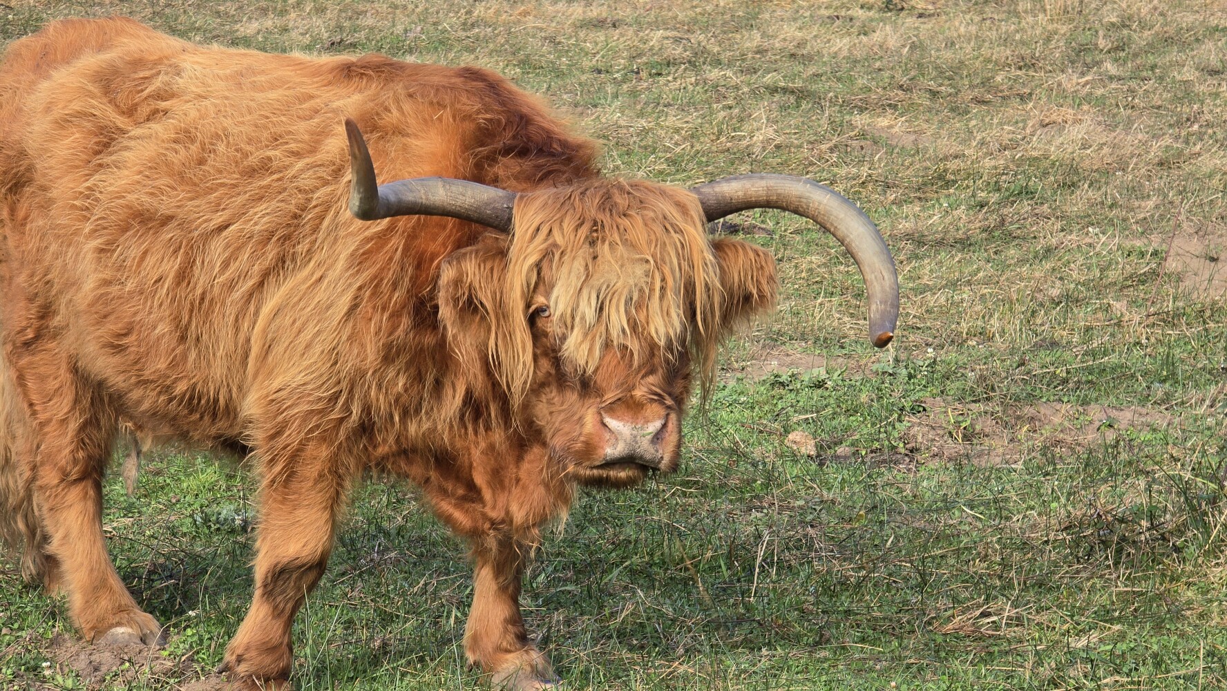 Fluffy Scottish Highland cow, giving me the eye!