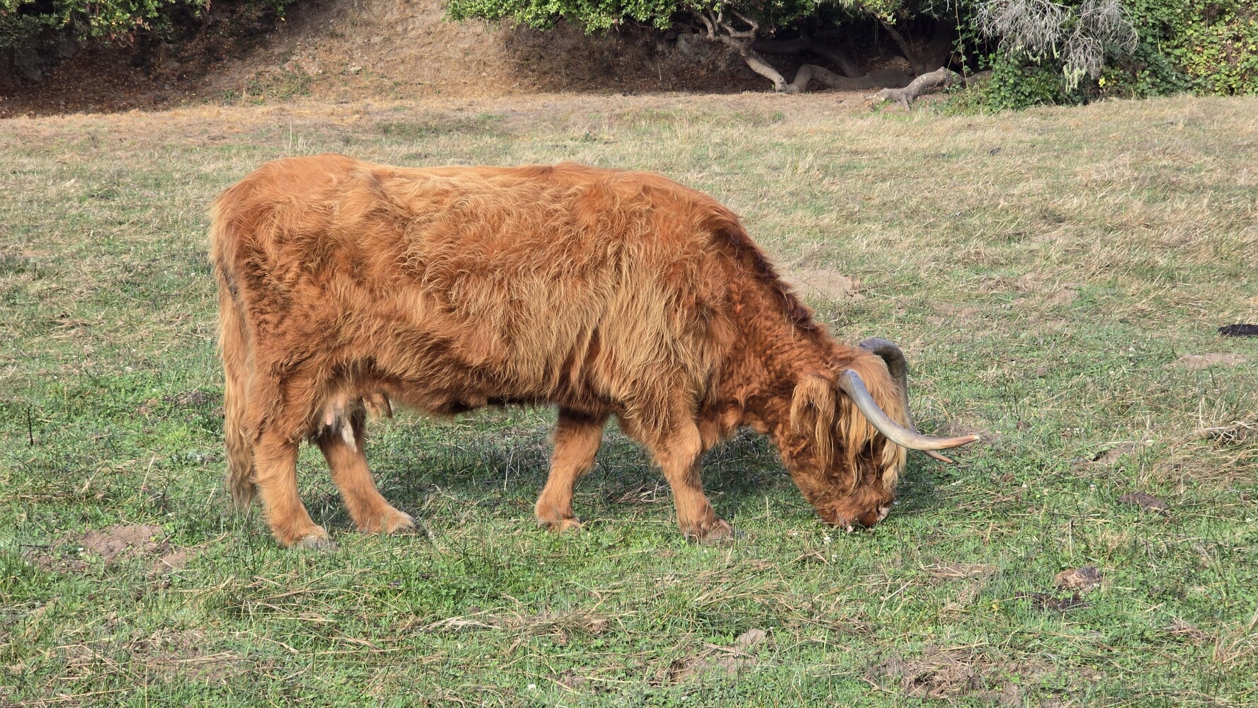 Fluffy Scottish Highland cow having her breakfast