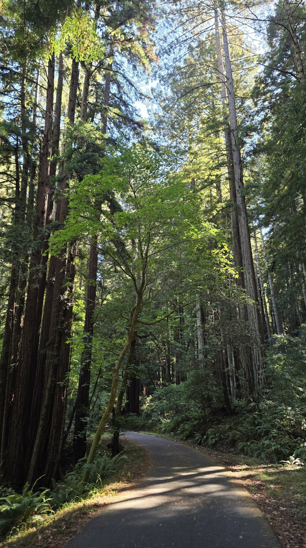 Trees on the Cross Marin Trail