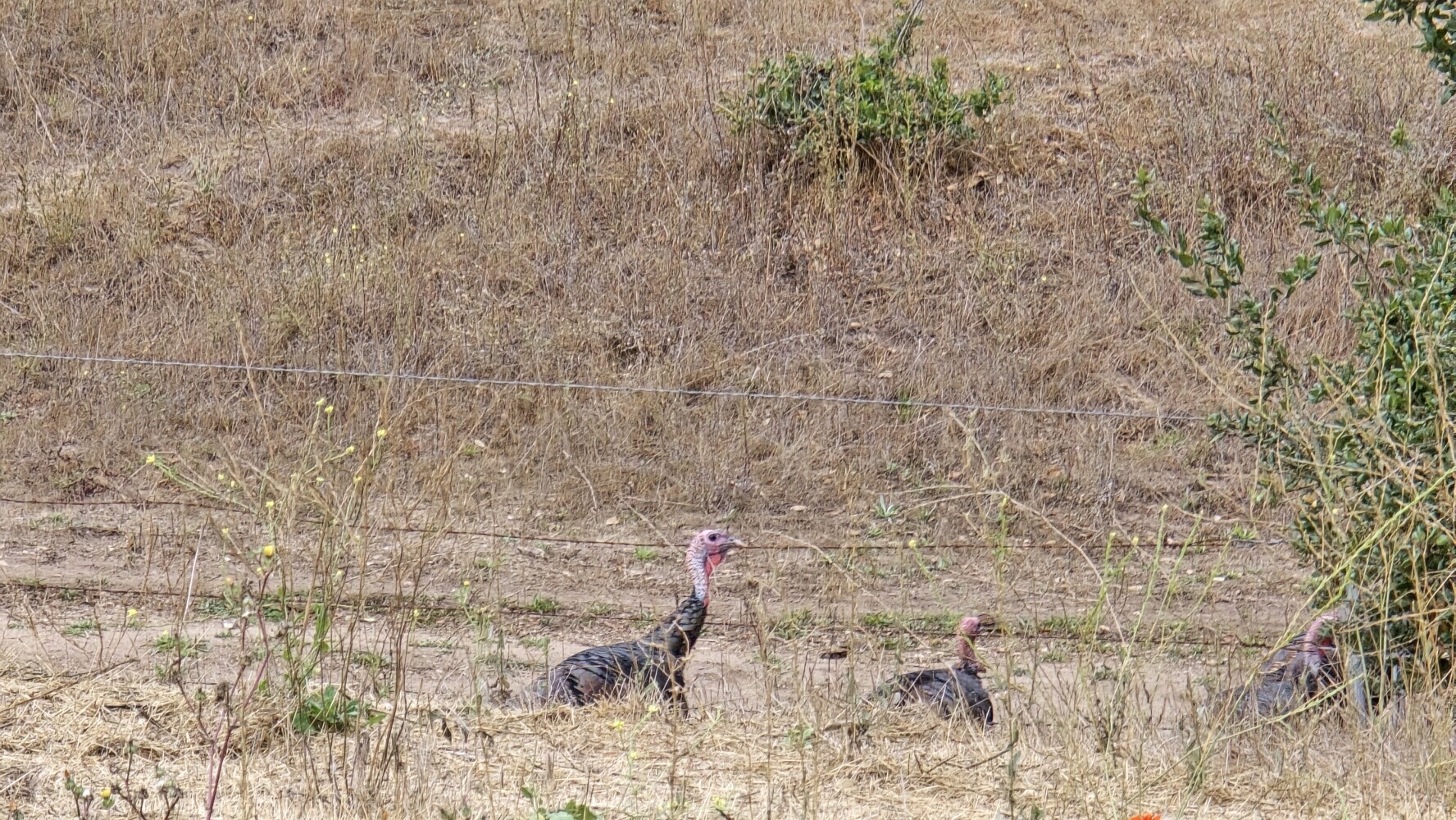 Wild turkeys! There were about 10 of them, but most of them disappeared before I could get my phone out.