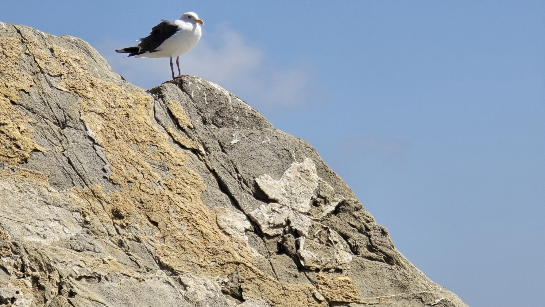 He was eyeing my food
