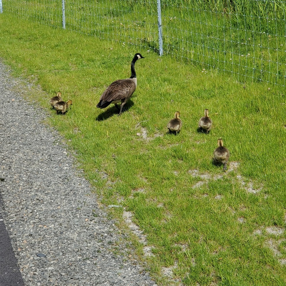 Baby geese walking across the Sammamish River Trail.