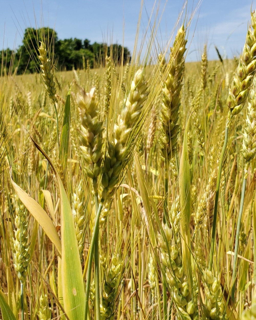 Wheat near the Shirley Plantation