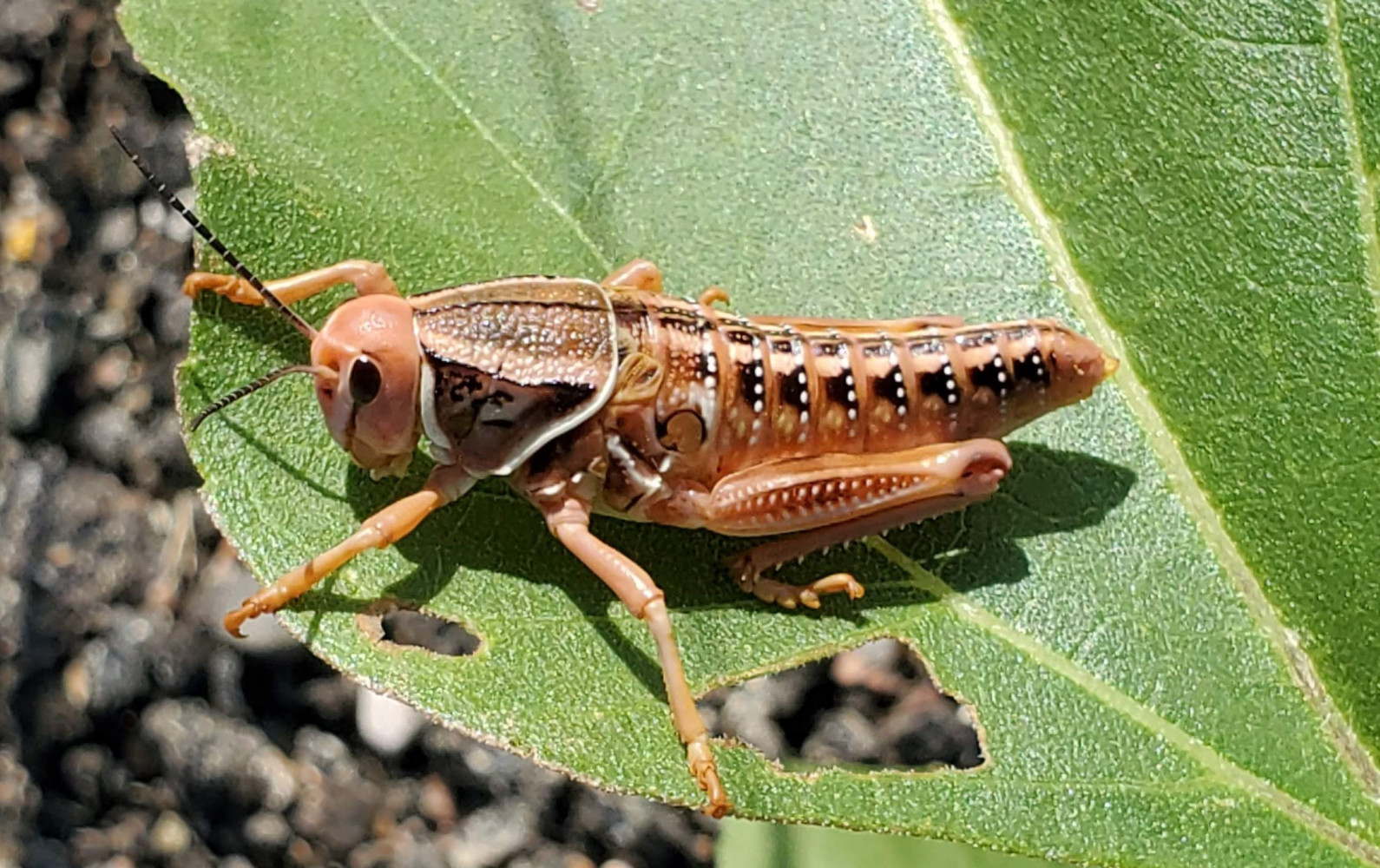 I have seen MANY THOUSANDS of grasshoppers, but they never sit still for a picture, but this one posed very patiently!