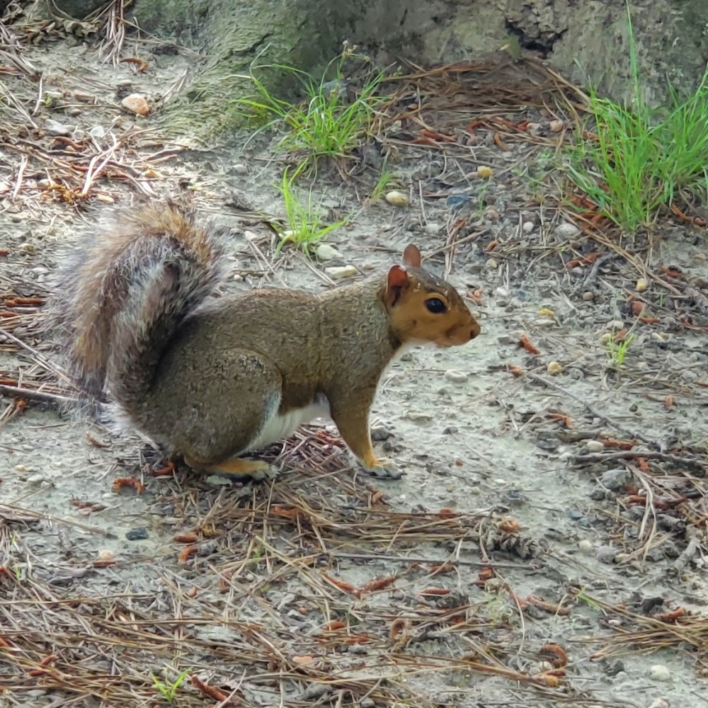 A friendly neighbor at Chickahominy Waterfront Campground.